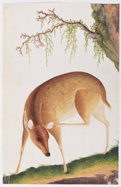 Fawn, fra tegninger af dyr, insekter og krybdyr fra Malacca, ca. 1805-18 (wc og gouache på papir) af Chinese School