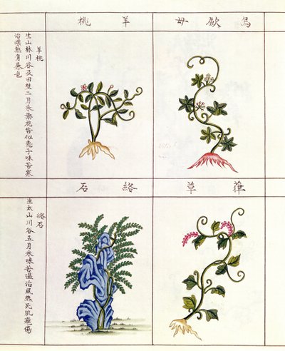 Fire planter fra en Pen Tsao, en samling af lægeplanter, 18.-19. århundrede af Chinese School