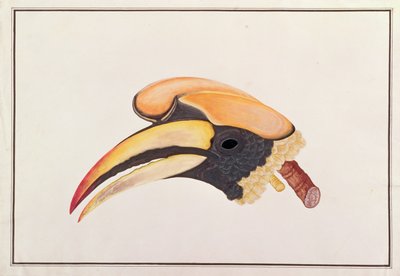 Stor næsehornsfugl, fra tegninger af fugle fra Malacca, ca. 1805-18 (wc på papir) af Chinese School