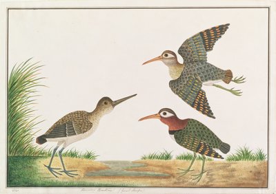 Større malet-snipe, fra tegninger af fugle fra Malacca, ca. 1805-18 (wc på papir) af Chinese School