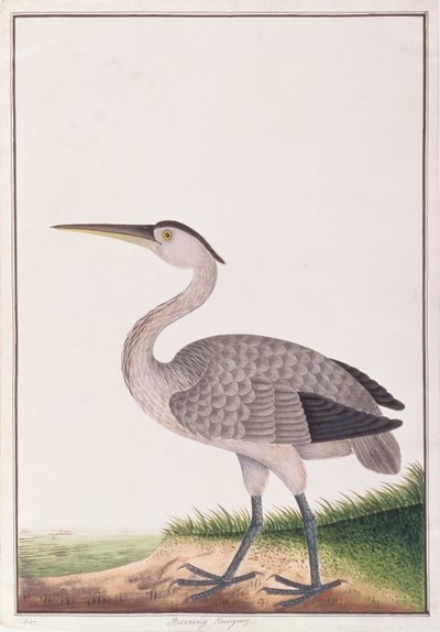 Grey Heron, fra Tegninger af Fugle fra Malacca, ca. 1805-18 (wc på papir) af Chinese School