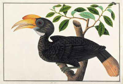 Ke ke, fra Tegninger af Fugle fra Malacca, ca. 1805-18 (wc på papir) af Chinese School