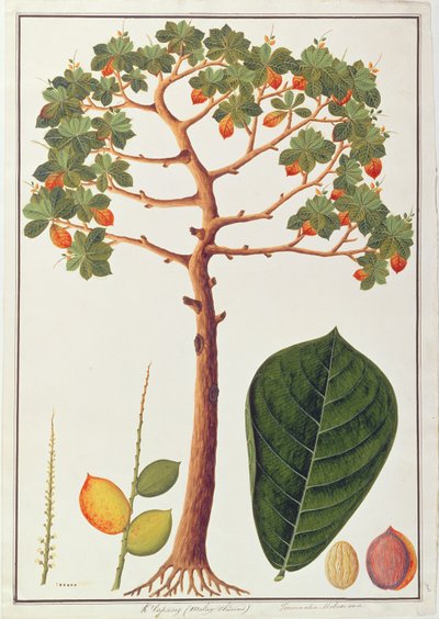 Klapang Terminalia Molucana eller malaysisk mandel, fra tegninger af planter fra Malacca, ca. 1805-18 (wc på papir) af Chinese School