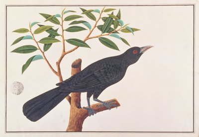 Koel, fra Tegninger af fugle fra Malacca, ca. 1805-18 (wc på papir) af Chinese School