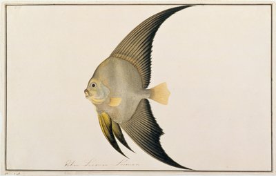 Langfinnet flagermusfisk, fra tegninger af fisk fra Malacca, ca. 1805-18 (wc på papir) af Chinese School