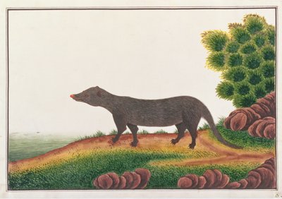 Mongoose, fra tegninger af dyr, insekter og krybdyr fra Malacca, ca. 1805-18 (gouache & wc på papir) af Chinese School
