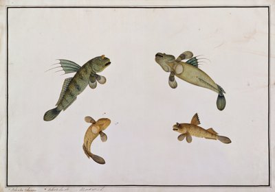 Mud Fish, Bloodo chiena, Bloodo La-ore, fra tegninger af fisk fra Malacca, ca. 1805-18 (wc på papir) af Chinese School