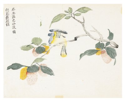 Sennepsfrøhave af Chinese School