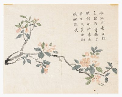 Sennepsfrøhave af Chinese School