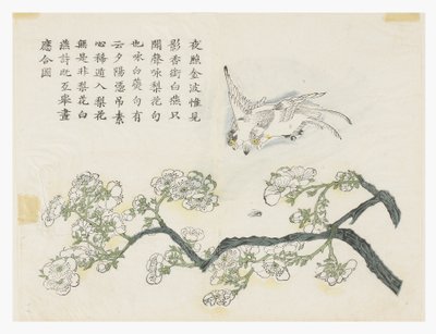 Sennepsfrøhave af Chinese School