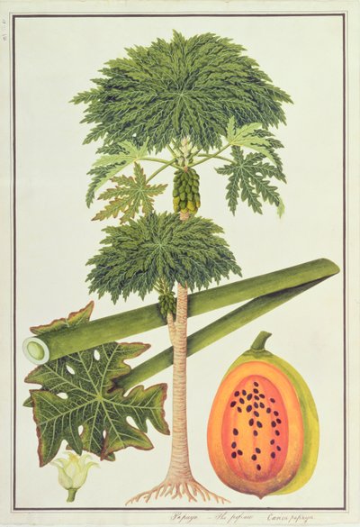 Papaya, The Papau eller Caica Papaya, fra tegninger af planter fra Malacca, ca. 1805-18 (wc på papir) af Chinese School