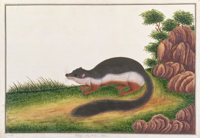Prevosts Squirrel, fra tegninger af dyr, insekter og krybdyr fra Malacca, ca. 1805-18 (gouache og wc på papir) af Chinese School