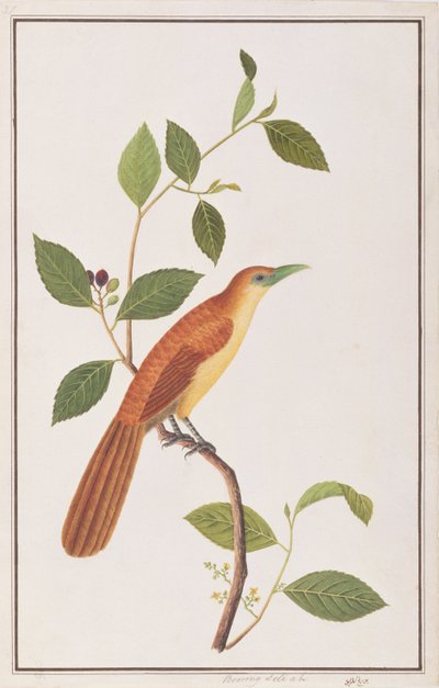 Raffles Malkoha, fra Tegninger af fugle fra Malacca, ca. 1805-18 (wc på papir) af Chinese School