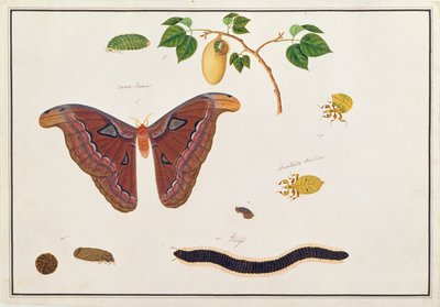 Seks leddyr, fra tegninger af dyr, insekter og krybdyr fra Malacca, ca. 1805-18 (wc og gouache på papir) af Chinese School