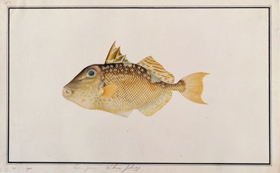 Starry Triggerfish, fra tegninger af fisk fra Malacca, ca. 1805-18 (wc på papir) af Chinese School