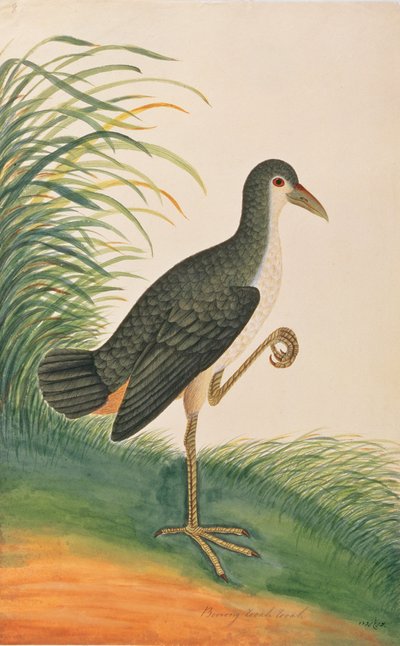 Hvidbryst Waterhen, fra Tegninger af Fugle fra Malacca, ca. 1805-18 (wc på papir) af Chinese School