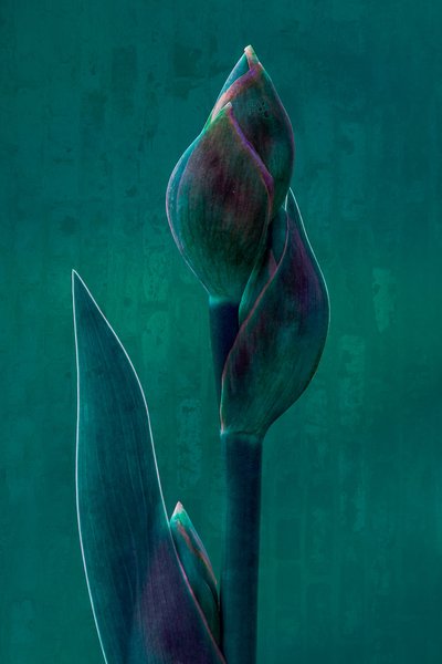 Moody Botanical Bloom af Chris Hamilton
