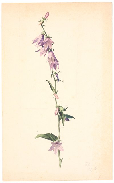 Campanula af Christen Dalsgaard