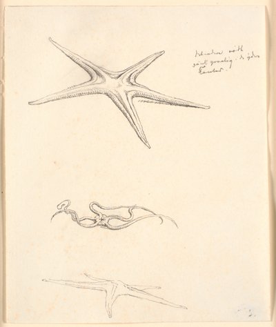 Søstjerner af Christen Købke