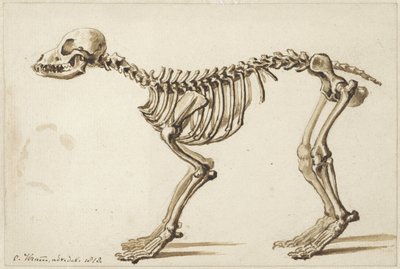 Skelet af en hund fra siden af Christiaan Kramm