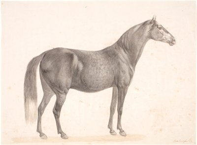 Sort hest af Christian David Gebauer