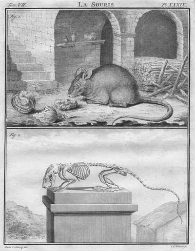 Musen, c1763. af Christian Friedrich Fritzsch