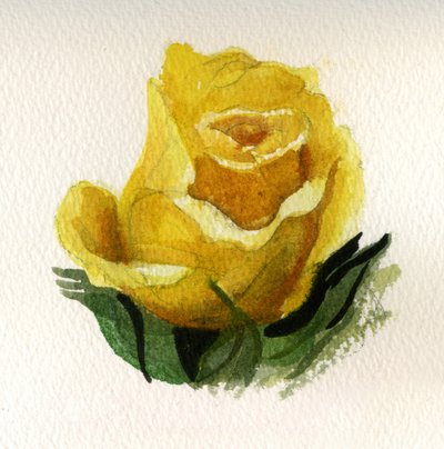 Gul rose, 2009 (akvarel på papir) af Christian Furr