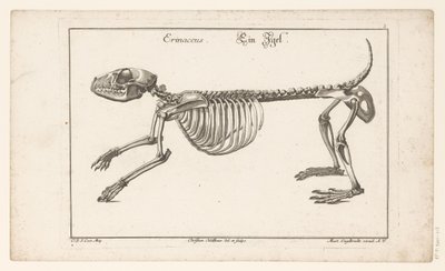 Skelet af et pindsvin Erinaceus / Ein Egel (titel på objekt) Unterschiedliche Sceleta eller Bone-Cörper (serietitel) af Christian Hallbaur