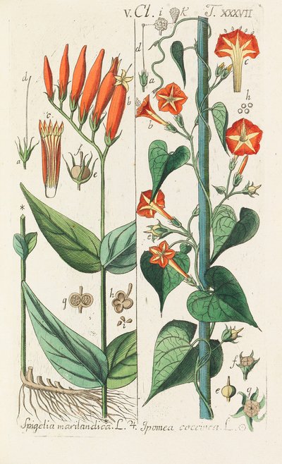 Botanisk håndbog, 1808. af Christian Schkuhr