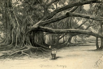 Kæmpetræer i Buitenzorg, Java, 1898. af Christian Wilhelm Allers