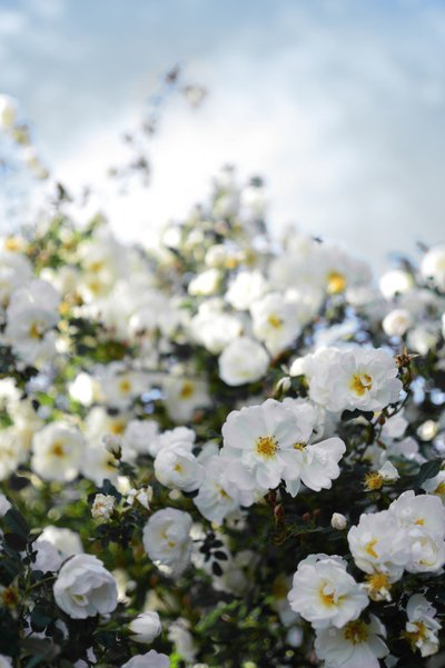 Blomstrende hvide roser af Christina Sillen