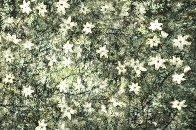 Fint blomstrende haveblomster af Christina Sillen