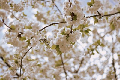 Delikate forårsblomster af Christina Sillen