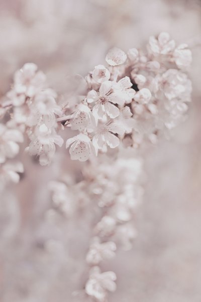 Drømmende lyserøde blomster af Christina Sillen