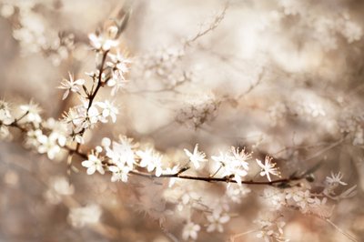 Drømmende hvide blomster af Christina Sillen