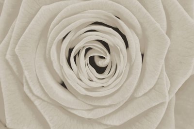 Elegant hvid rose af Christina Sillen