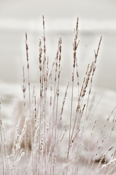 Frostbelagt vintergræs af Christina Sillen