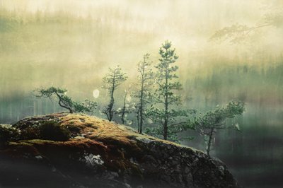 Tågede skovfyr af Christina Sillen