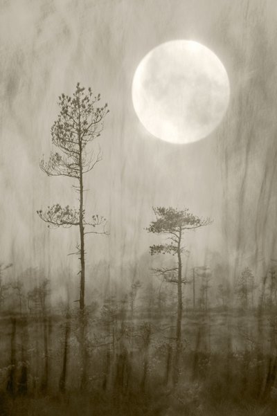 Misty Moon Over Bog af Christina Sillen