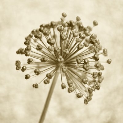 Sepia Allium-kugle af Christina Sillen