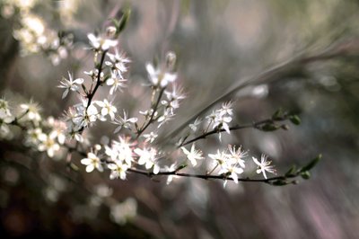 Sloe-blomst af Christina Sillen