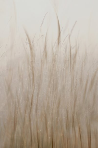 Blødt beige græs af Christina Sillen