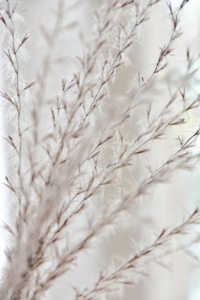 Blid botanisk ro af Christina Sillen