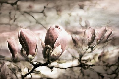 Bløde magnoliaknopper af Christina Sillen