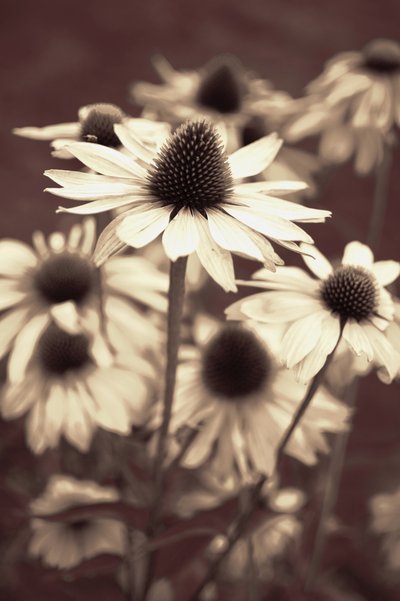 Bløde sepia-solhatte af Christina Sillen