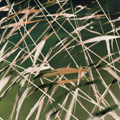 "Whispering Reeds" – Resumé af Christina Sillen
