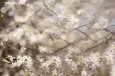 Hvide forårsblomster af Christina Sillen