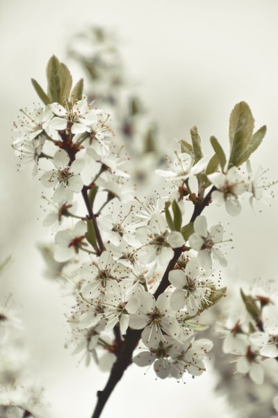 Hvide forårsblomster af Christina Sillen