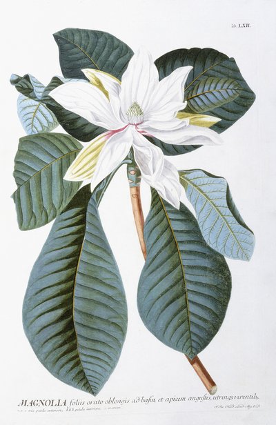 Magnolia, 1750-1773 af Christoph Jacob Trew