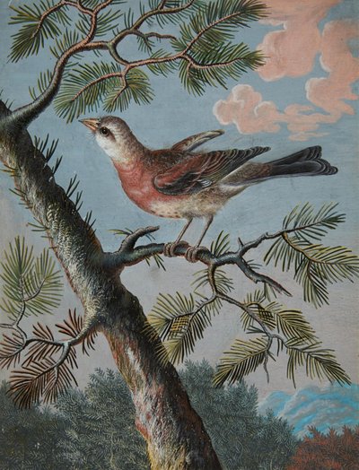 Sangfugl i en stedsegrøn plante af Christoph Ludwig Agricola